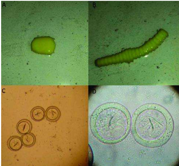 <p>spp</p><p>stages ABCD</p>