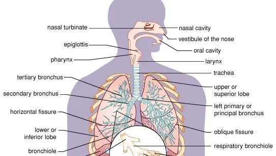 <p>Lungs, trachea, and pharynx.</p>