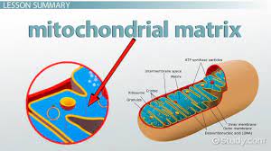 <p>The compartment of the mitochondrion enclosed by the inner membrane and containing enzymes and substrates for the citric acid cycle, as well as ribosomes and DNA. </p>