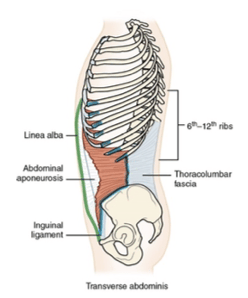 <p>What muscle is this?</p>