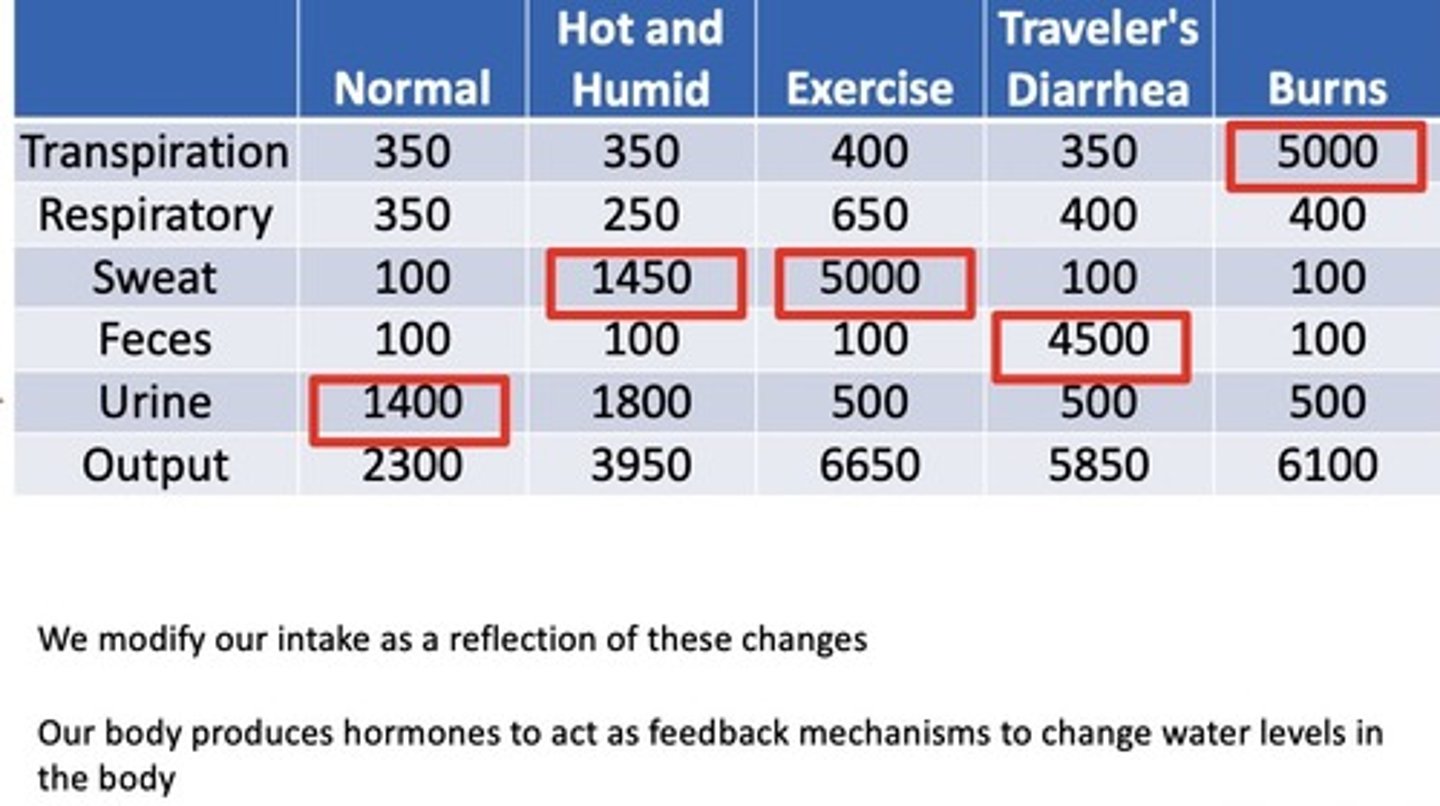 <p>different factors can alter water loss, thus we will modify our intake as a reflection of those changes (Know numbers)</p>