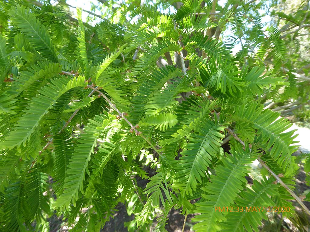 <p>dawn redwood</p>