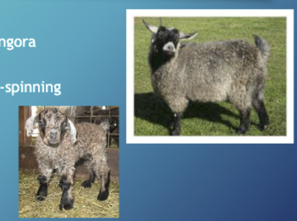 <p>Developed in Oregon, Cross with Pygmy &amp; Angora, produces fine fibers for hand-spinning</p>