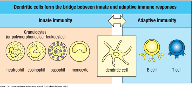 <p>• Involved in detecting infection</p><p>• Potent antigen presenting cells</p><p>• Activate adaptive immunity</p><ul><li><p>Bridge between innate and adaptive immune responses </p></li></ul><p></p>