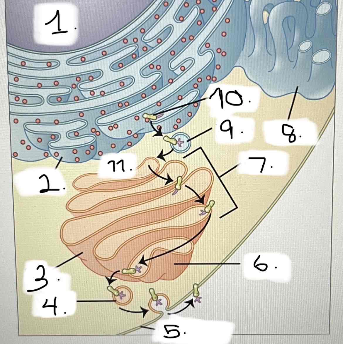 <p>what is 4?</p><p>smooth ER</p><p>Golgi apparatus</p><p>transport vesicle</p><p>nucleus</p><p><em>trans </em>face</p><p><em>cis </em>face</p><p>cisternae</p><p>rough ER</p><p>transport vesicle</p><p>plasma membrane</p><p>protein for export</p>