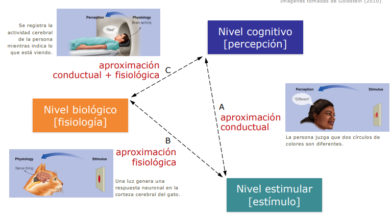 <p>Se centra en las propiedades físicas del entorno y la interacción con el organismo.</p>