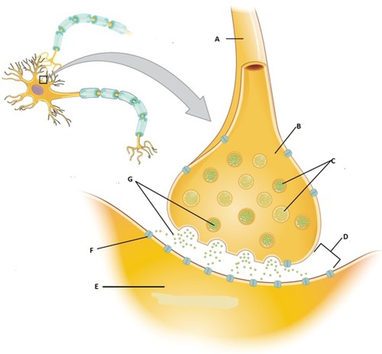 <p>the rounded area at the end of axon terminals that contain synaptic vesicles of neurotransmitters</p>