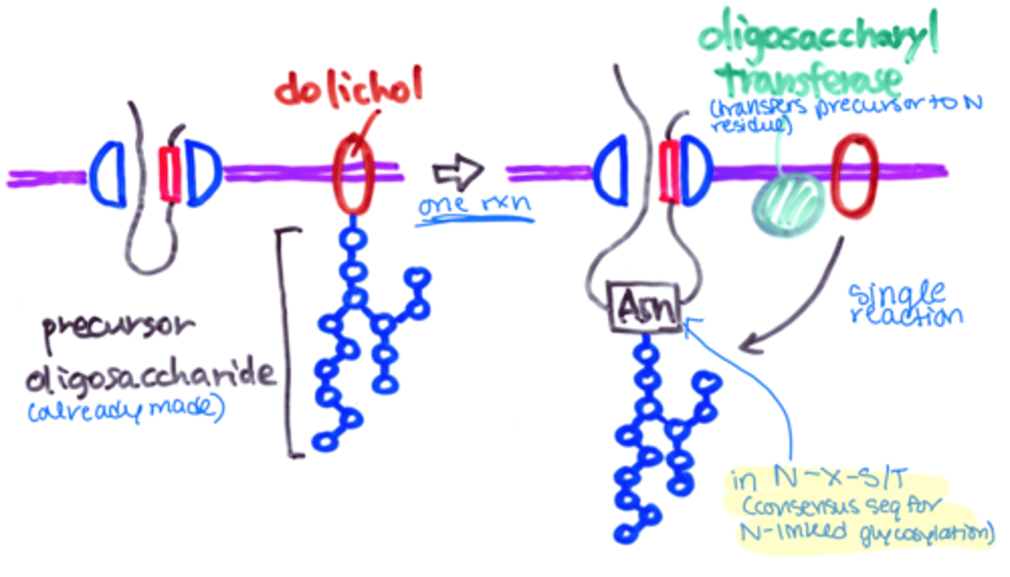 <p>Enzyme that transfers a precursor oligosaccharide from membrane-bound dolichol to certain N residues of proteins imported into the ER.</p>