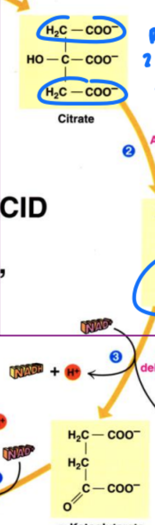 <ul><li><p>pro-chiral = right before becoming chiral</p></li><li><p>prochiral differentiation in a chiral protein binding site&nbsp;</p><ul><li><p>can tell dif between pro-R and pro-S substates bc only one will bind to active site = becomes chiral</p></li></ul></li><li><p>examples;</p><ul><li><p>ethanol: between pro-R H and pro-S H</p></li><li><p>citric acid: two identical groups but once bound to active site = can tell difference bc one site changed via binding</p></li></ul></li></ul><p></p>