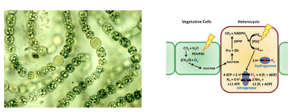 <p><span style="background-color: transparent;"><span>what is</span><strong><span> nitrogenase?</span></strong></span></p>