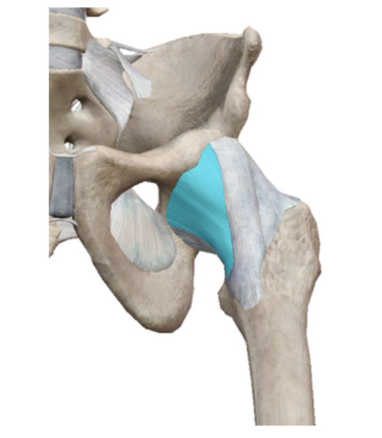 <p>What ligament is this?</p>