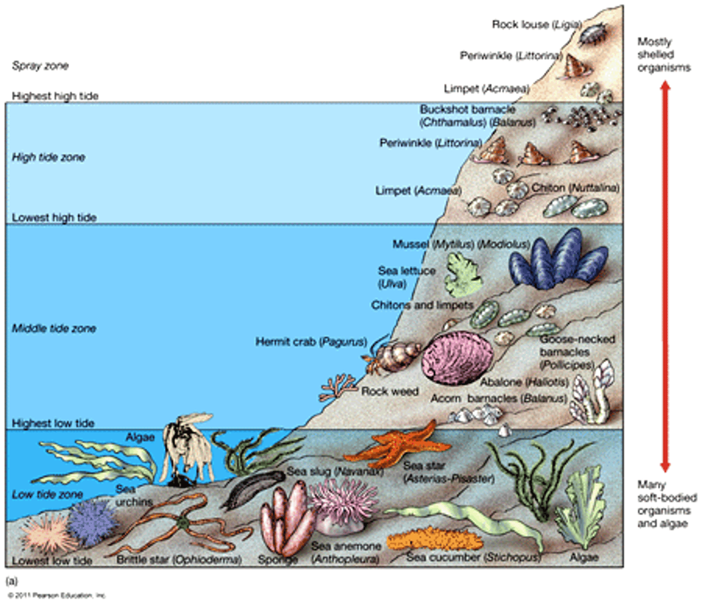 <p>Many aquatic biomes are stratified into zones or layers defined by light penetration, temperature, and depth</p>