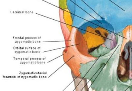 <p>frontal process, orbital surface, temporal process, zygomaticcofacial</p>