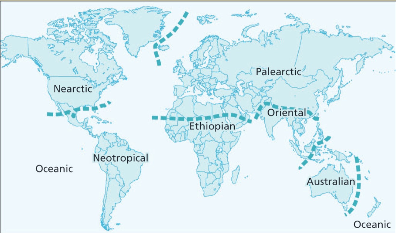 <p>Eight</p><ol><li><p>Palearctic</p></li><li><p>Nearctic</p></li><li><p>Neotropical</p></li><li><p>Afrotropic (Ethiopian)</p></li><li><p>Indomalaya</p></li><li><p>Australasia</p></li><li><p>Oceanic</p></li><li><p>Antarctica</p></li></ol><p></p>