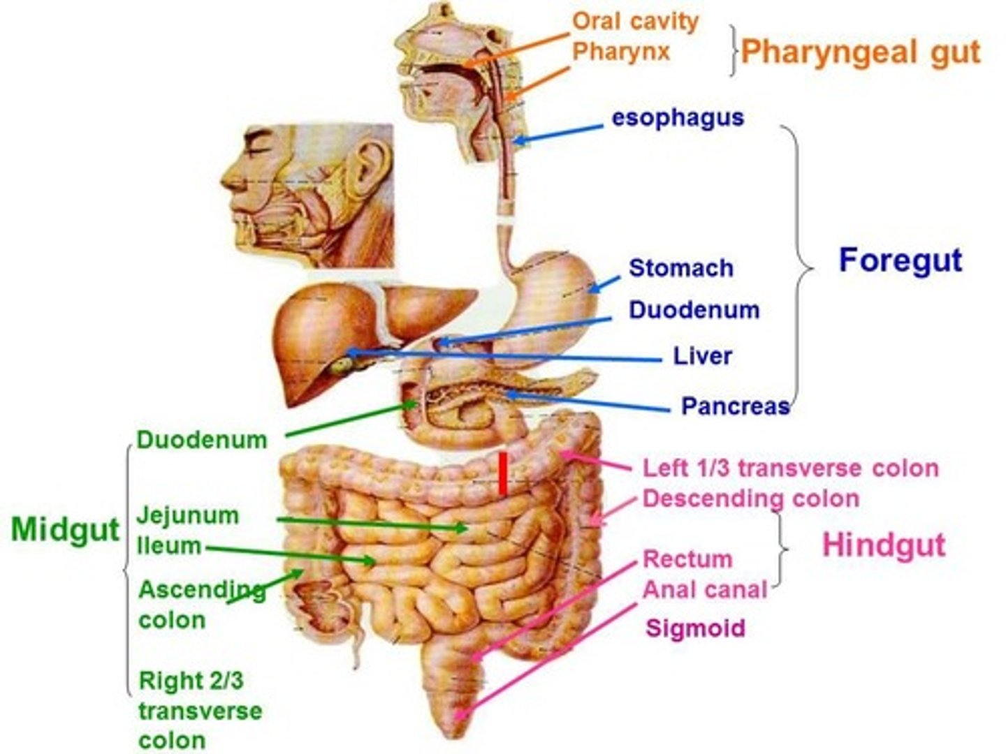 <p>Descending colon, sigmoid colon, rectum</p>