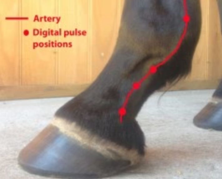 <p>above and below the fetlock</p><ul><li><p>lateral → outside of leg</p></li><li><p>medial → inside of leg</p></li></ul><p></p>