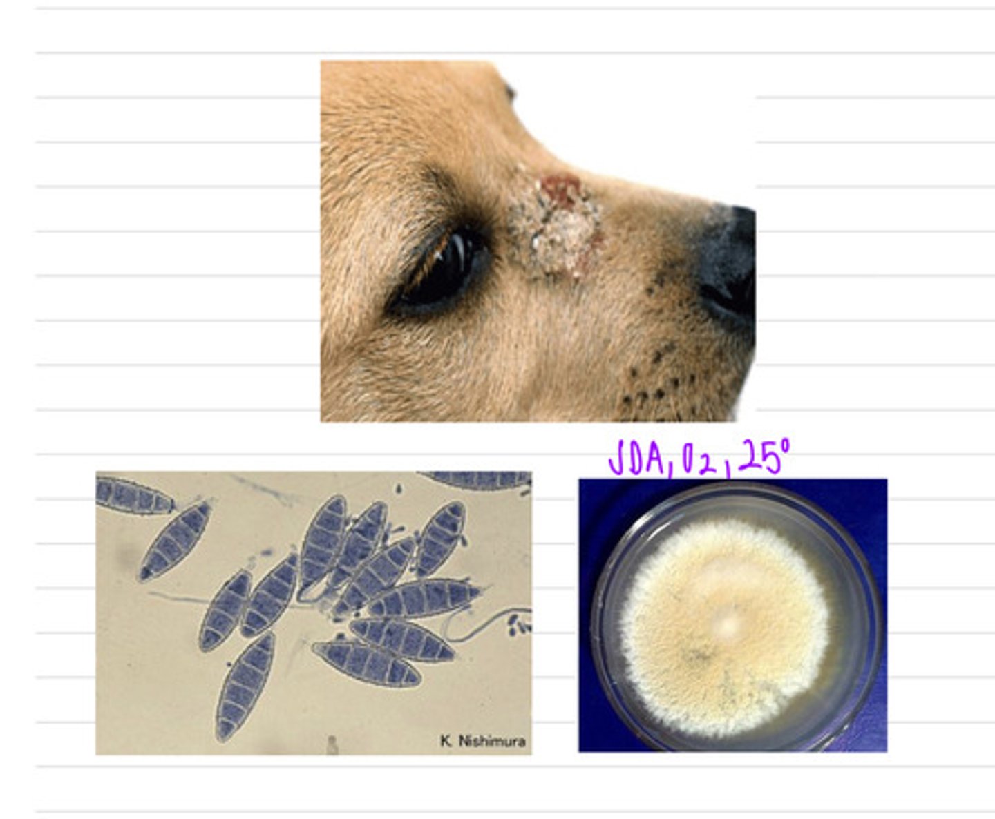 <p>this dog came into the vet with this facial lesion. we take a sample and isolate it on SDA at 25 degrees and see these microscopic results.</p><p>what sample should we take?</p><p>what is the diagnosis?</p>