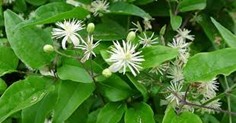 <p>clematis vitalba</p>
