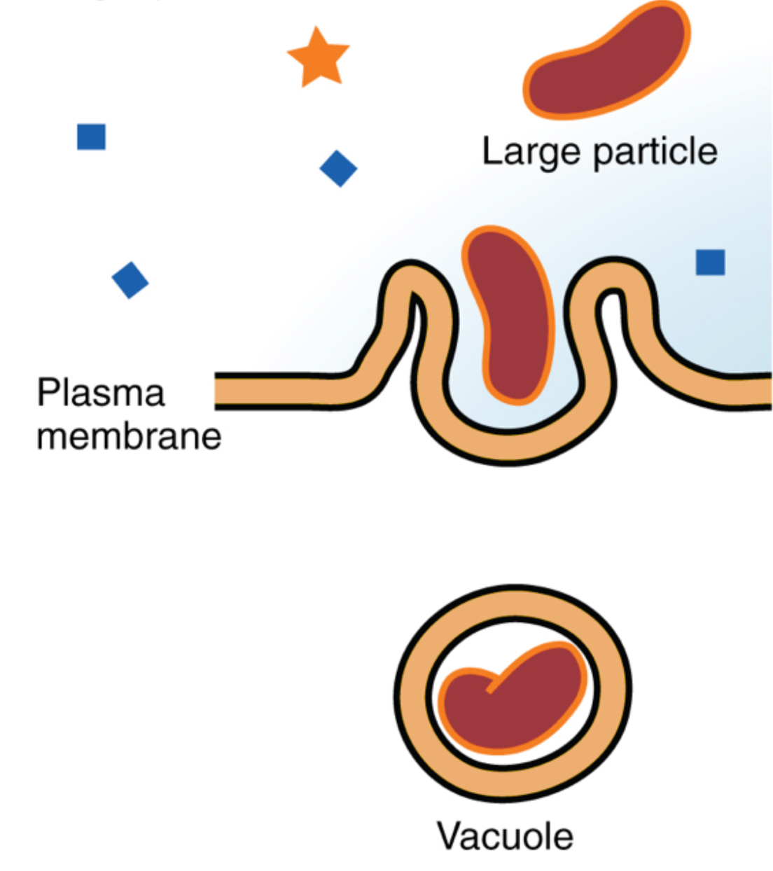 <p>What type of Endocytosis is this?</p>