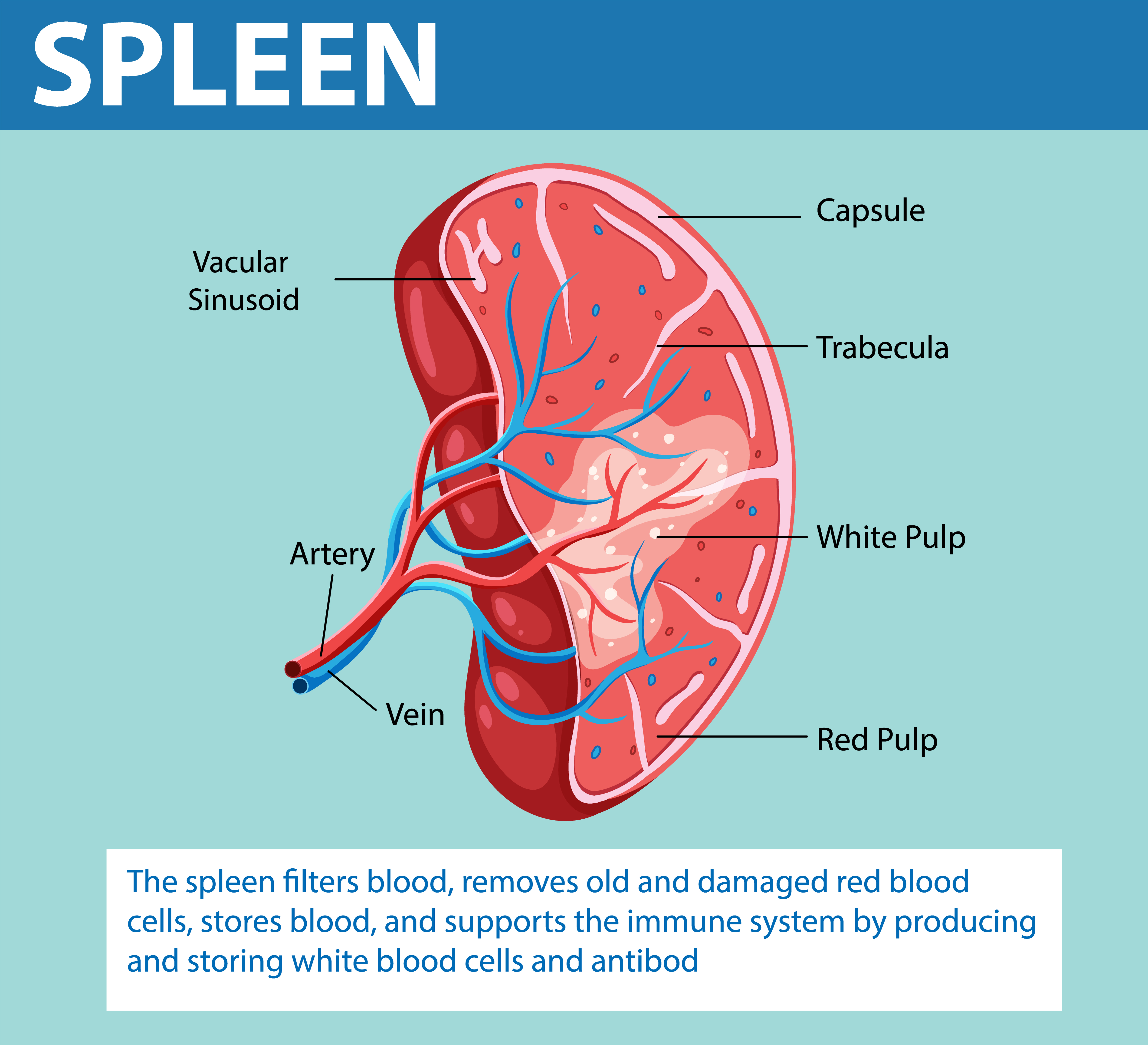 <p>What is the histological <strong>structure of the spleen?</strong></p>