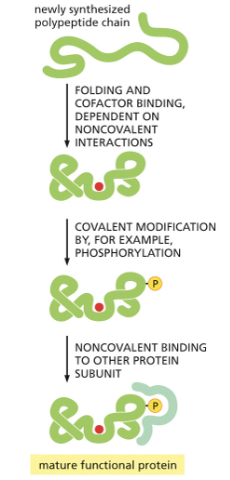 <p>POST-TRANSLATIONAL MODIFICATIONS INCLUDE:</p><p>1) METHYLATION</p><p>2) ACETYLATION</p><p>3) PHOSPHORYLATION </p><p>4)UBIQUITINATION</p><p>5)GLYCOSYLATION</p><p></p><p>MODIFICATIONS CAN AFFECT BINDING TO CO-FACTORS, STABILITY, AND SUBCELLULAR LOCALIZATION</p>