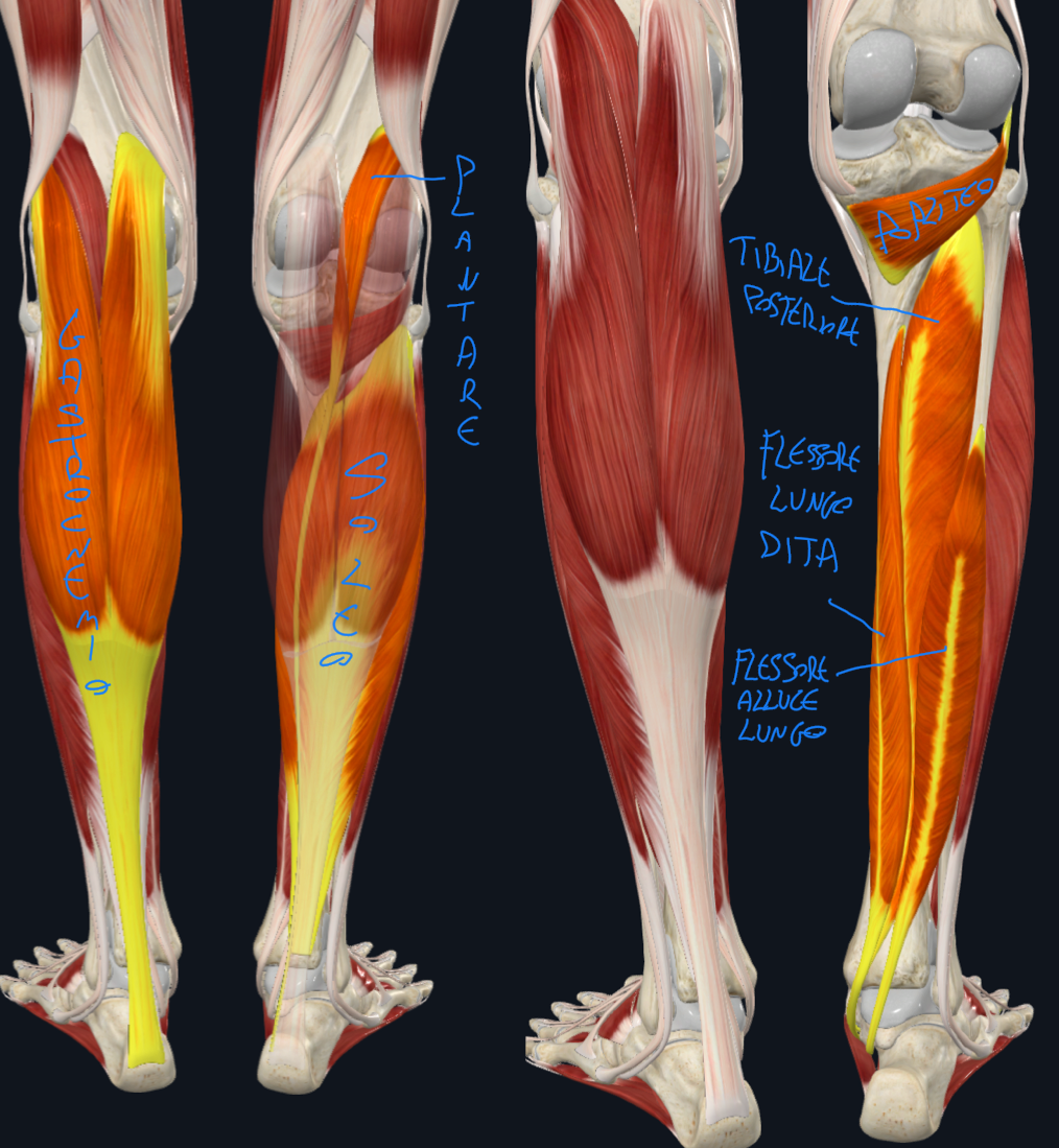 <p>I muscoli del compartimento posteriore della gamba sono FLESSORI PLANTARI DEL PIEDE, divisi in superficiali e profondi dal setto intermuscolare trasversale.</p><p>SUPERFICIALI:</p><ul><li><p>Gastrocnemio + Soleo (sotto gastrocnemio e plantare) che insieme formano il MUSCOLO TRICIPITE DELLA SURA</p></li><li><p>Plantare (sotto al gastrocnemio)</p></li></ul><p>PROFONDI:</p><ul><li><p>Popliteo → agisce solo sull’articolazione del ginocchio</p></li><li><p>Muscolo Flessore Lungo delle dita e dell’alluce → agiscono solo sull’articolazione della caviglia</p></li><li><p>Muscolo Tibiale Posteriore → agisce solo sull’articolazione della caviglia</p></li><li><p>Sulla caviglia, oltre flessione permettono anche inversione del piede </p></li></ul><p></p>