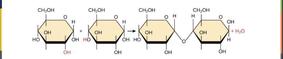 <p>What pathway or reaction is this?</p>