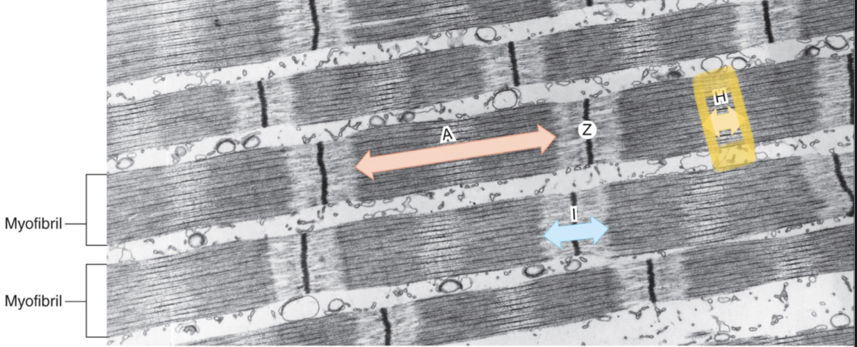 <ul><li><p>center of the A band with NO THIN filament overlap</p></li></ul>