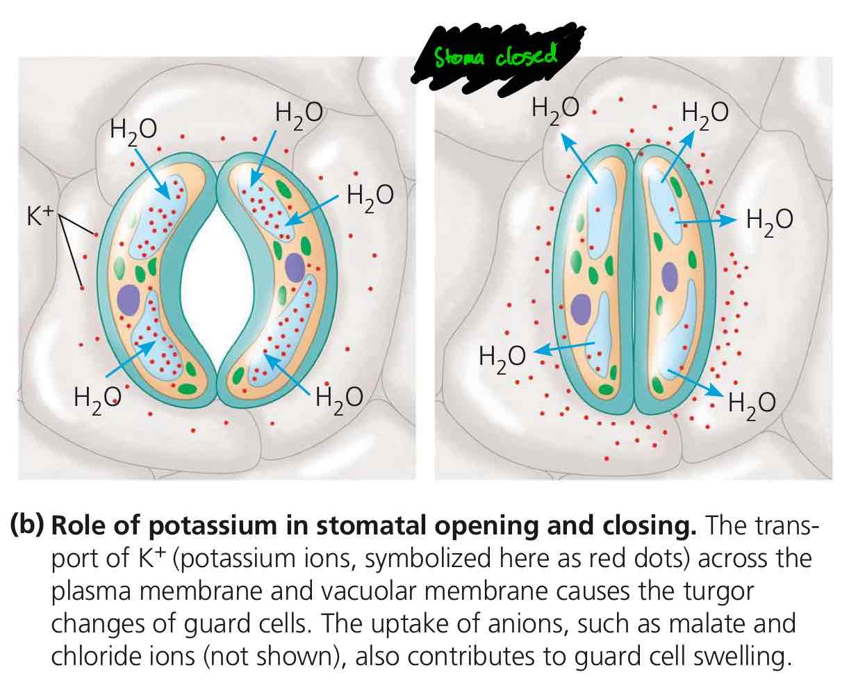 <p>Stoma closes when the guard cells lose K<sup>+</sup> to neighbouring epidermal cells, lessening the amount of solutes that they have. The environment has now more solute than within the cell. Water rushes out (hypotonicity), closing the stoma.</p>