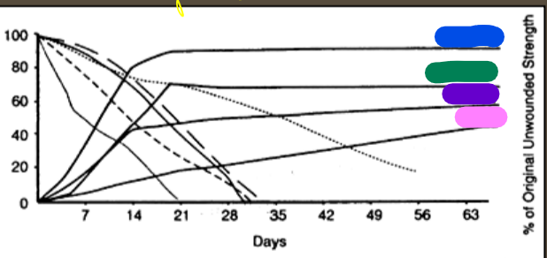 <p>what to the lines to the far left represent?</p>