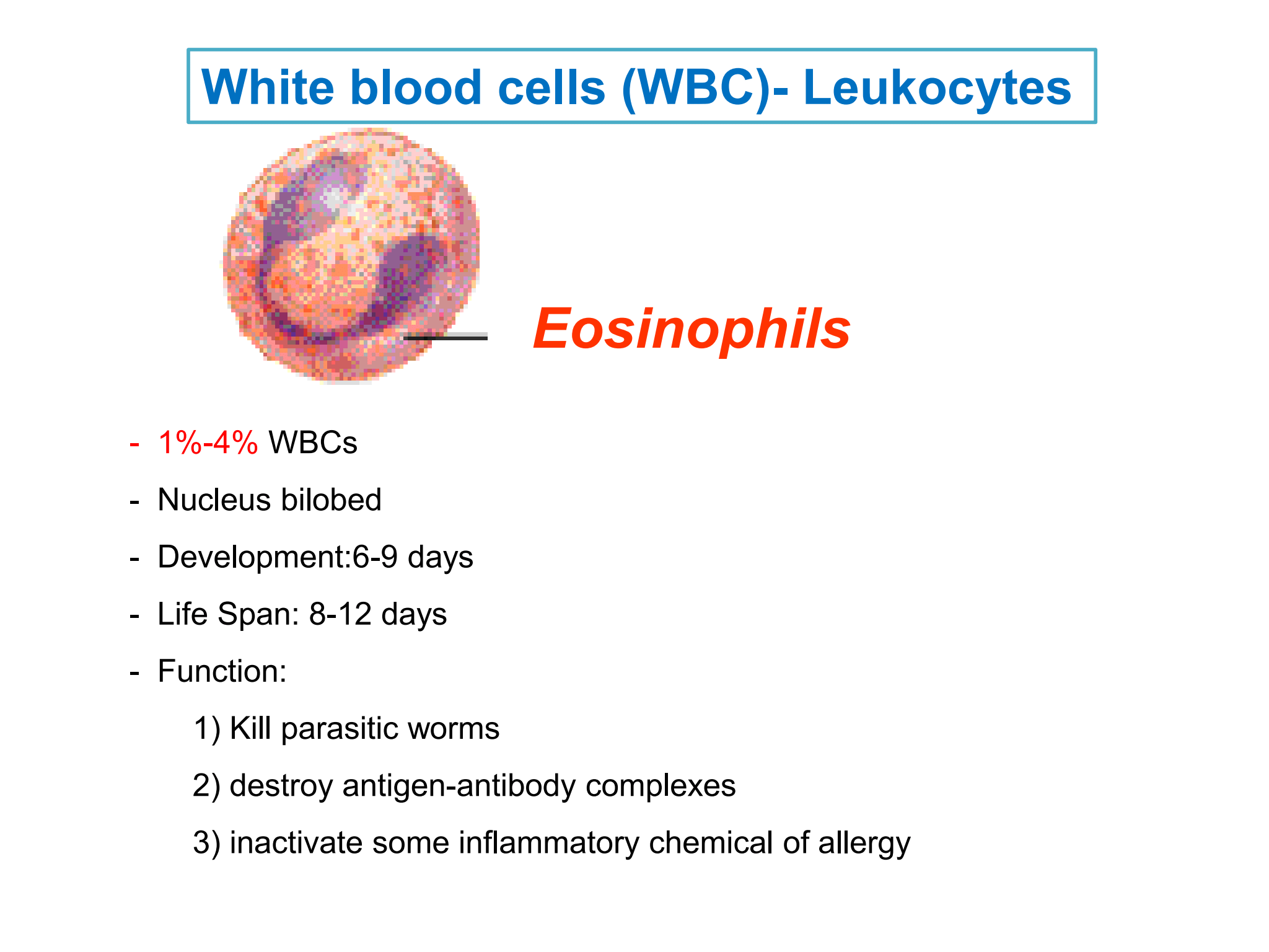 <p>Eosinophils</p>