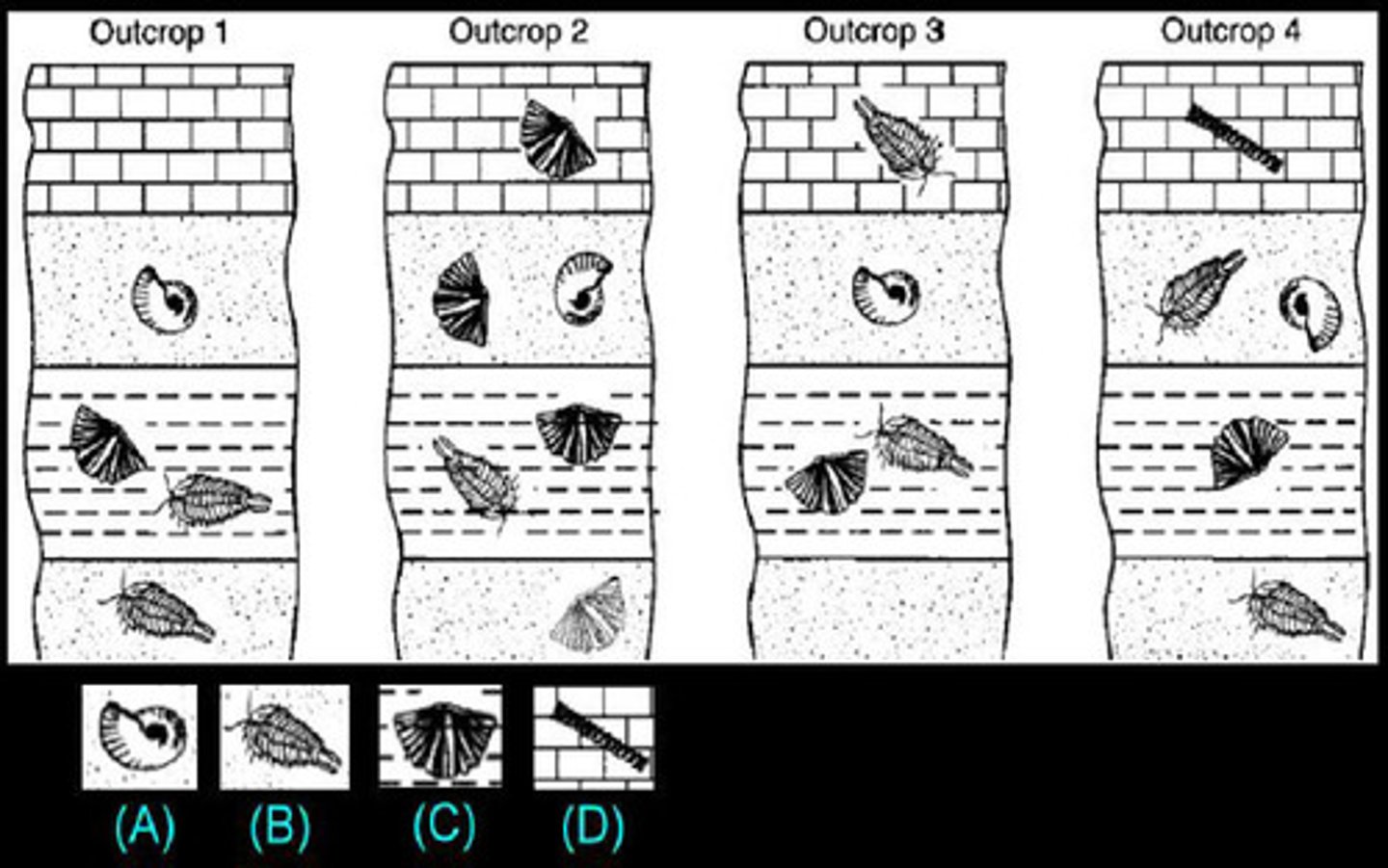 <p>fossils of widely distributed organisms that lived during only one short period</p>