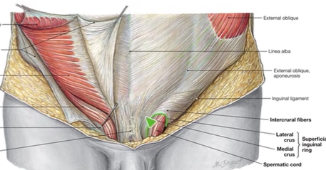 <p>INGUINAL CANAL</p>