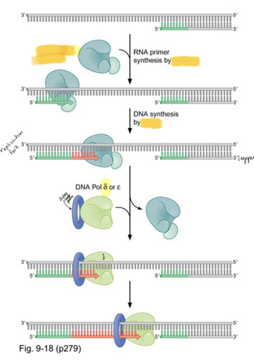 <p>Short RNA- DNA stretch made by DNA Pol (Alpha)/primase; can start DNA synthesis from scratch</p>
