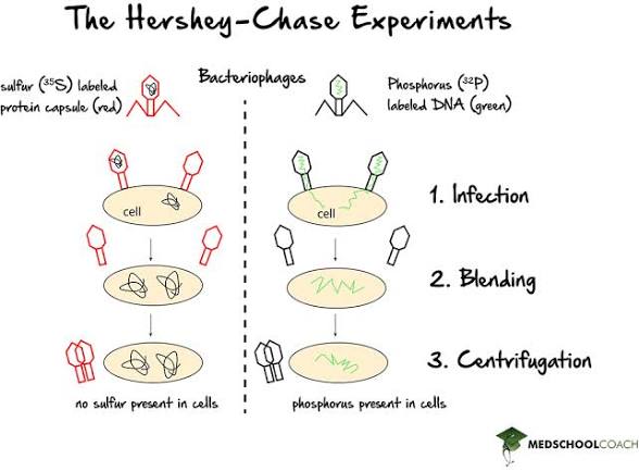 <p><span style="background-color: transparent;">How were radioactive isotopes used in the Hershey Chase experiment</span></p>