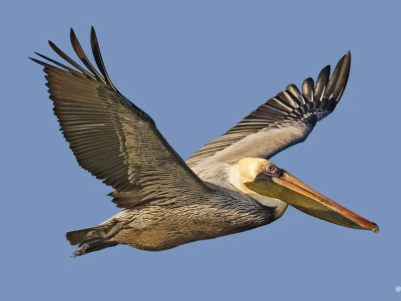 <p>Coastal, plunging diver; brown with pale head.</p>