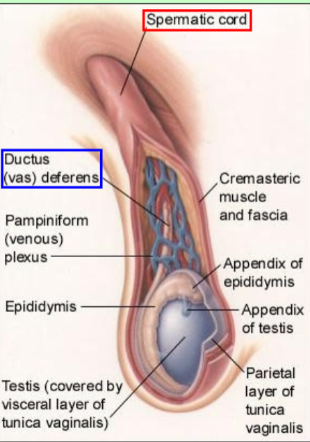 <p>Ductus (vas) deferens</p>