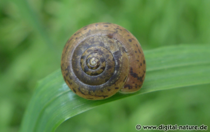 <p>Kmeň: Mollusca (mäkýše)<br>Trieda: Gastropoda (ulitníky)<br>Skupina: Pulmonata (pľúcnatce)</p>