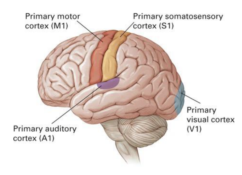 <p>clockwise from rostral: </p><ul><li><p>primary motor cortex</p></li><li><p>primary somatosensory cortex</p></li><li><p>primary visual cortex</p></li><li><p>primary auditory cortex</p></li></ul><p></p>