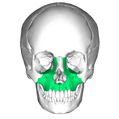 <p>(Cranium) What bone is this?</p>