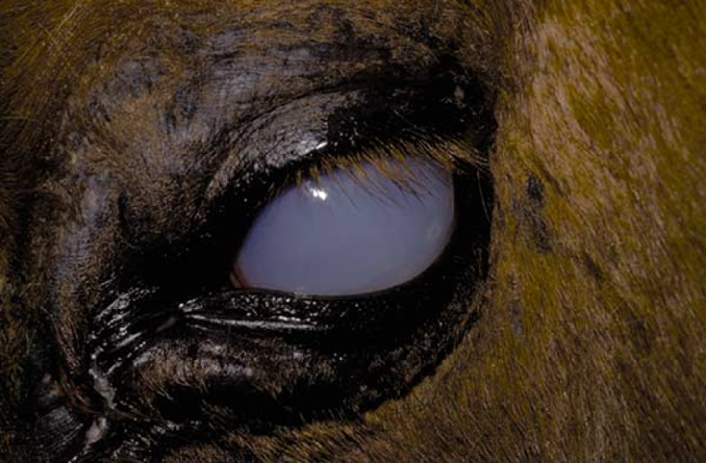 <p>aka periodic ophthalmia, or moon blindness</p><p>Recurrent inflammation of uveal tact in one/both eyes (iris, ciliary body, choroid)</p><p>Causes: Bacterial/viral infection, parasites, trauma; LEPTOSPIROSIS</p><p>Appaloosas predisposed, Standardbreds at reduced risk</p><p>Signs: Blepharospasm, conjunctival/ciliary injection, lacrimation, vascularization, hypopyon, swollen dull iris, vitreal inflammation,</p><p>Can cause secondary conditions of eye</p><p>Common cause of cataracts</p><p>DX: Clinical signs, serum for lepto. titration, conjunctival biopsy</p><p>TX: Reduce inflammation (corticosteroids), ABX</p><p>Prognosis variable</p>