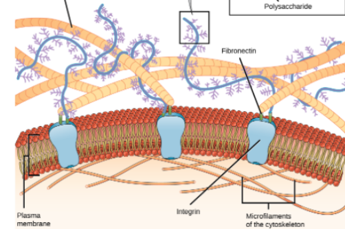 <p>What cells have the extracellular matrix</p>