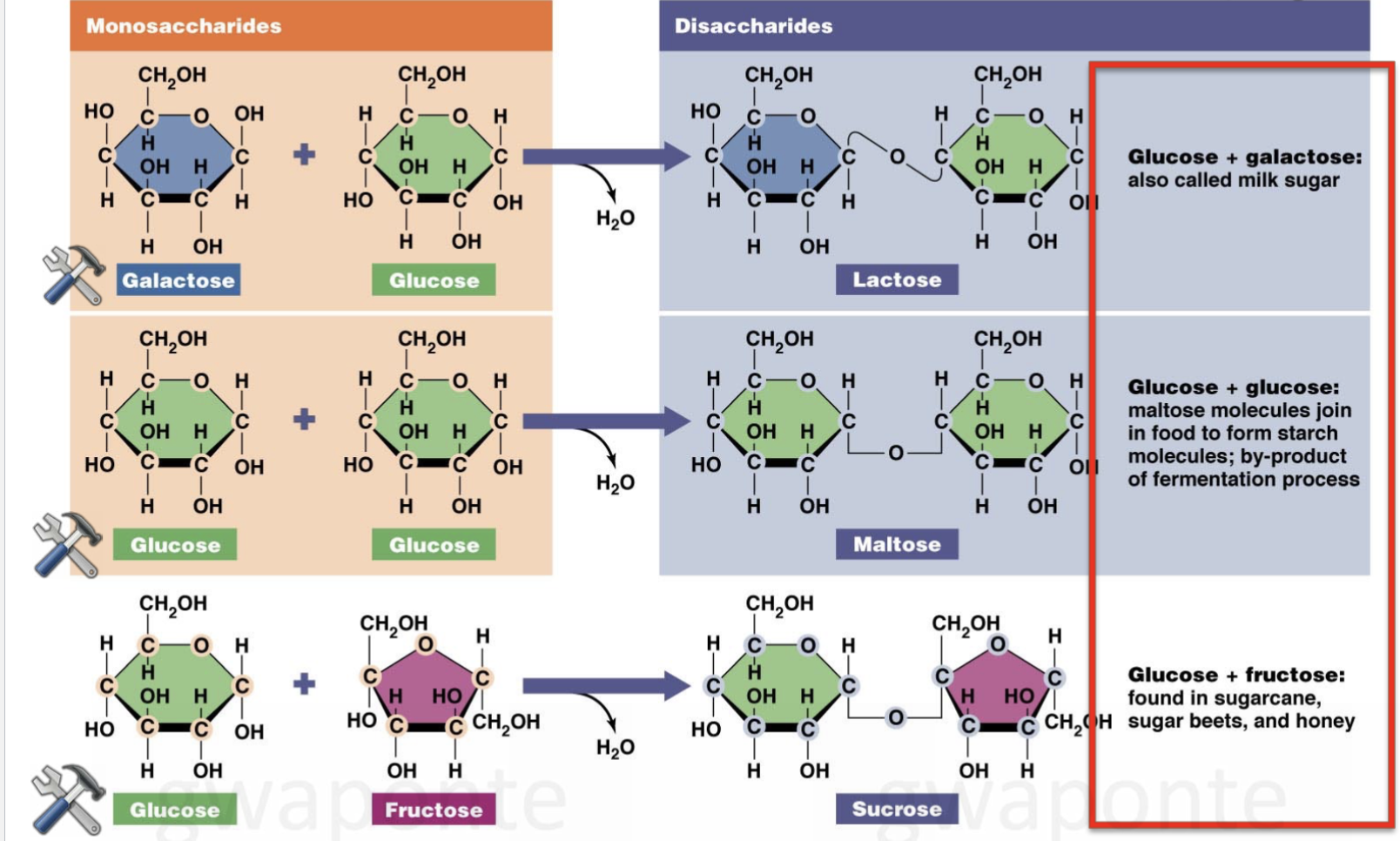 <ul><li><p>Glucose </p><ul><li><p>most abundant sugar molecule in our diet; good energy source </p></li></ul></li><li><p>Fructose</p><ul><li><p>sweetest natural sugar; found in fruit, high-fructose corn syrup </p></li></ul></li><li><p>Galactose</p><ul><li><p>does not occur alone in foods; binds w/ glucose to form lactose </p></li></ul></li></ul><p></p>