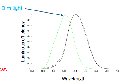 <p class="p1"></p><p class="p2"><strong><em>Wavelength does not determine color perception.</em></strong></p><p class="p2"><em>It is the </em><strong><em>relative activity of each cone type that determines color.</em></strong></p>