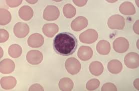<p>What are lymphocytes?</p>