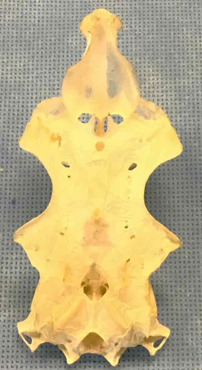 <p>What view of the skull is this?</p>