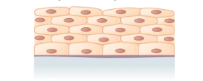<p>What is the layer and shape of this epithelium? </p>