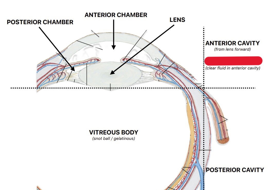 <p>Which fluid of the eye is:</p><ul><li><p>Watery fluid in the anterior cavity</p></li></ul><p></p>