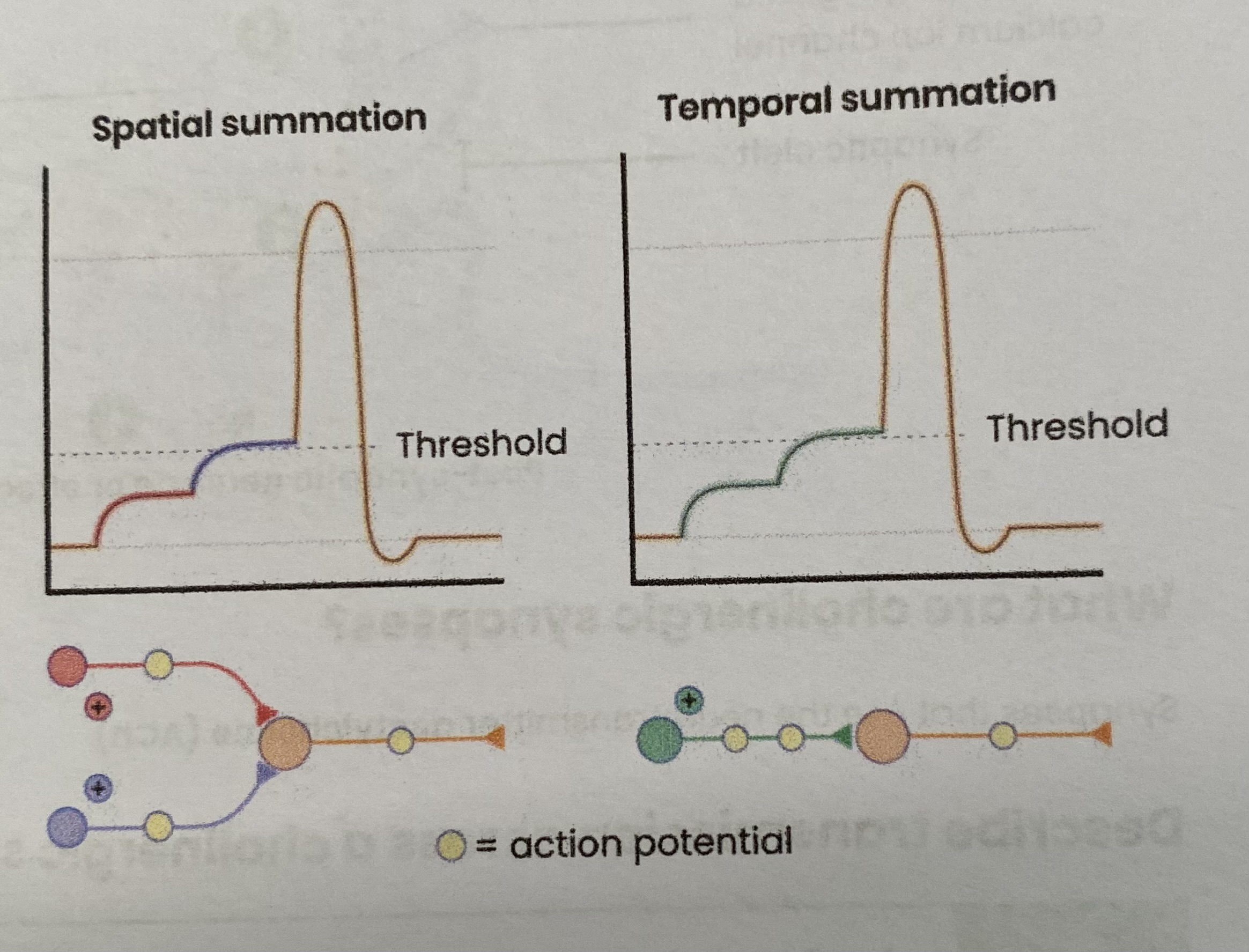 <ul><li><p><strong>one</strong> pre-synaptic neurone releases neurotransmitter <strong>many times</strong> over a <strong>short time</strong></p></li><li><p>sufficient neurotransmitter to reach <strong>threshold</strong> to trigger an action potential </p></li></ul><p></p>