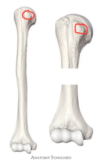 <p>humerus, smaller bump on head</p>